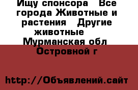 Ищу спонсора - Все города Животные и растения » Другие животные   . Мурманская обл.,Островной г.